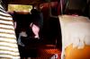 1979 VW Bus/Transporter....